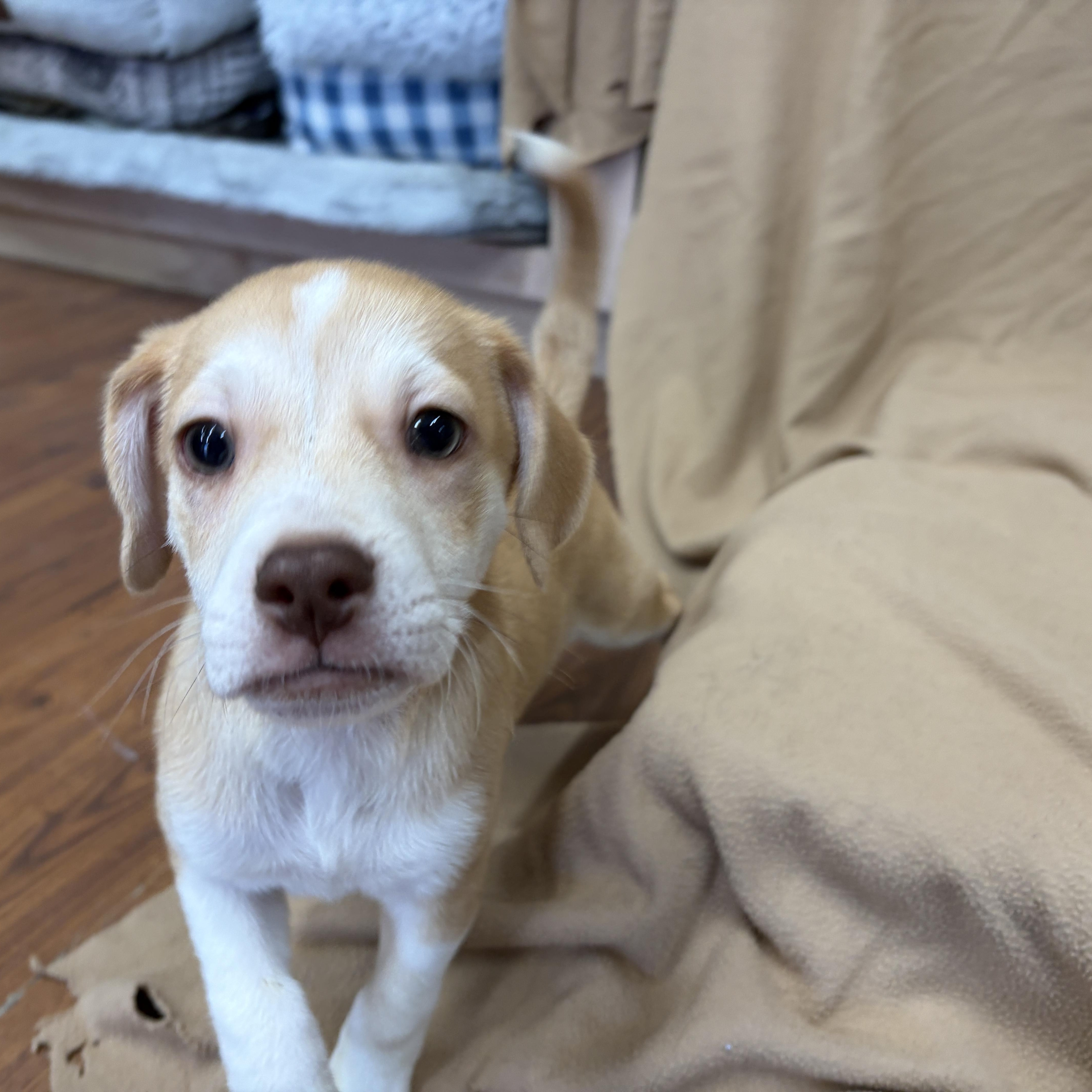 A baby medium-sized male Hound dog named Tuck for adoption in Perry, GA