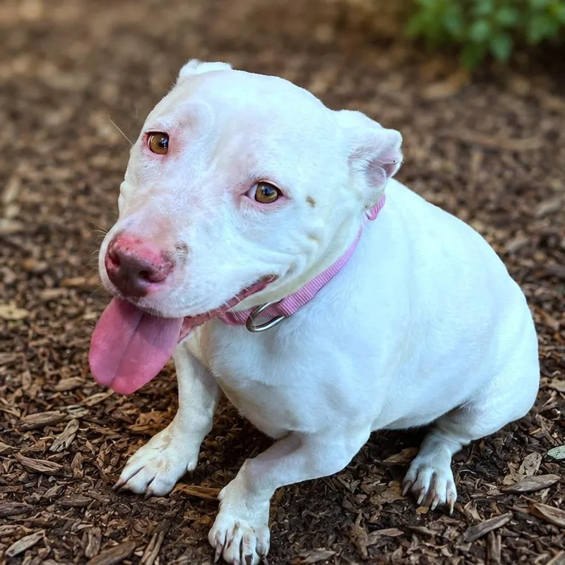 An adult medium-sized female White / Cream English Bulldog dog named Noodle for adoption in Boerne, TX