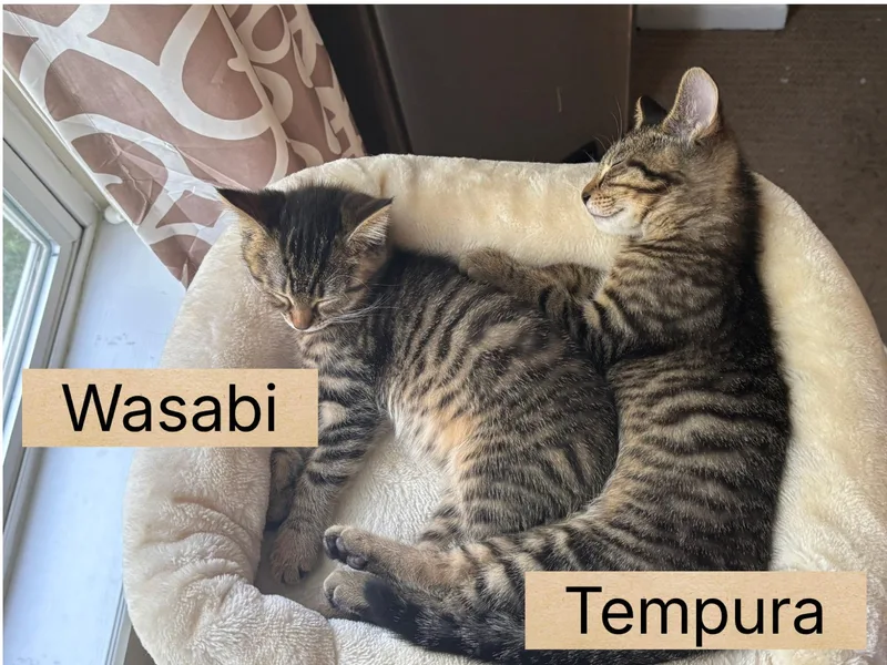 A baby small-sized female Tabby (Brown / Chocolate) Domestic Short Hair cat named Wasabi for adoption in Indianapolis, IN