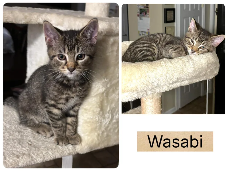 Wasabi thumbnail 3