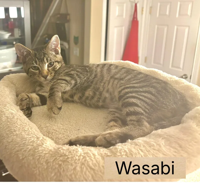 Wasabi thumbnail 4
