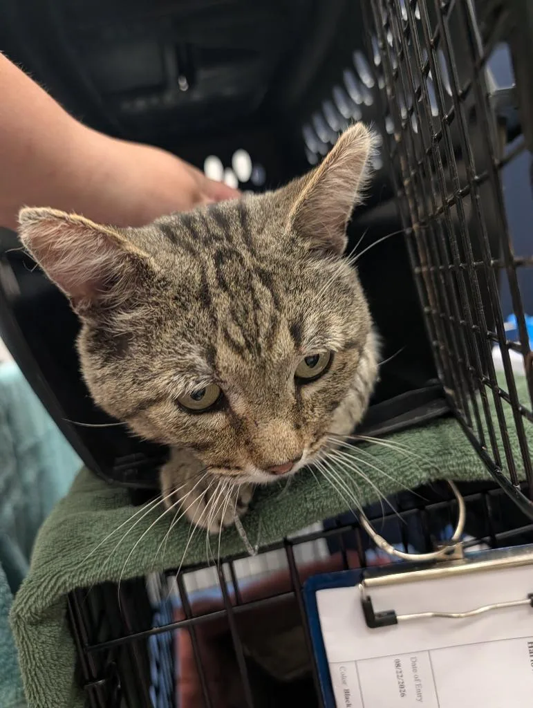 An adult small-sized male Domestic Short Hair cat named Lynxley for adoption in Angola, IN