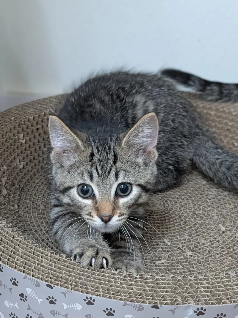A young medium-sized male Tabby (Buff / Tan / Fawn) Domestic Short Hair cat named Tc for adoption in Decatur, IL