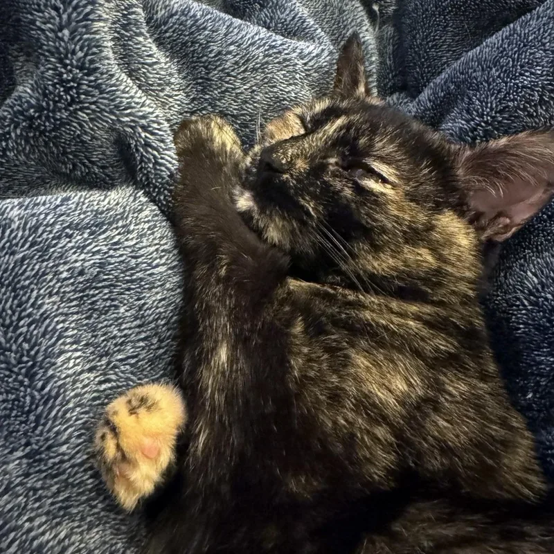 An adult medium-sized female Tortoiseshell cat named Layla for adoption in Chicago, IL