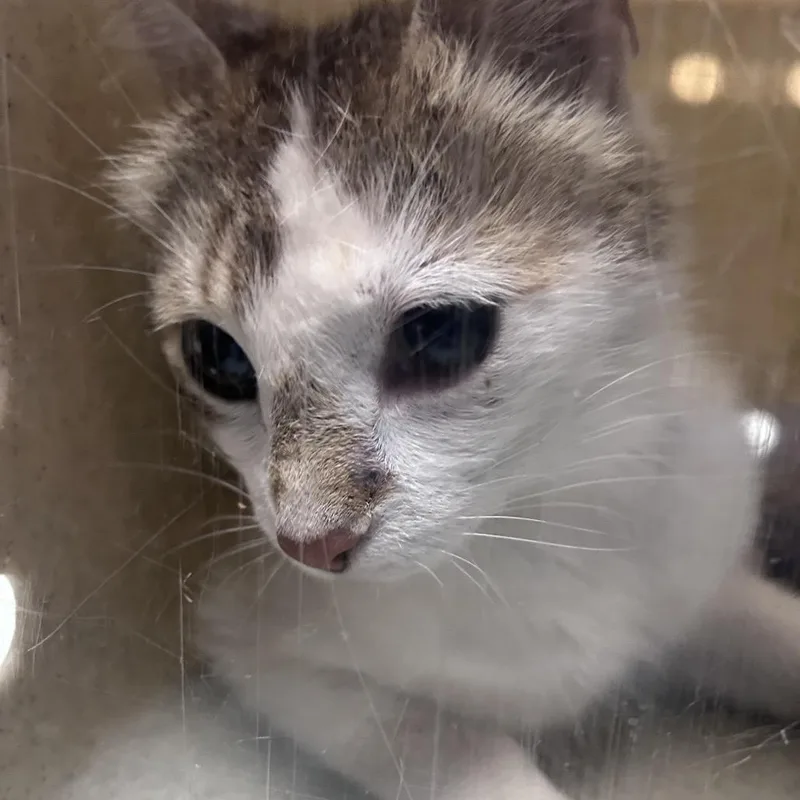 An adult medium-sized female White Domestic Short Hair cat named Gredda for adoption in Philadelphia, PA