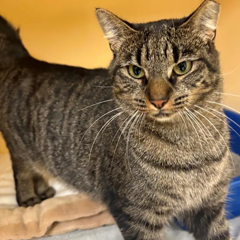 An adult medium-sized female Brown / Chocolate Domestic Short Hair cat named Lily for adoption in East Hanover, NJ