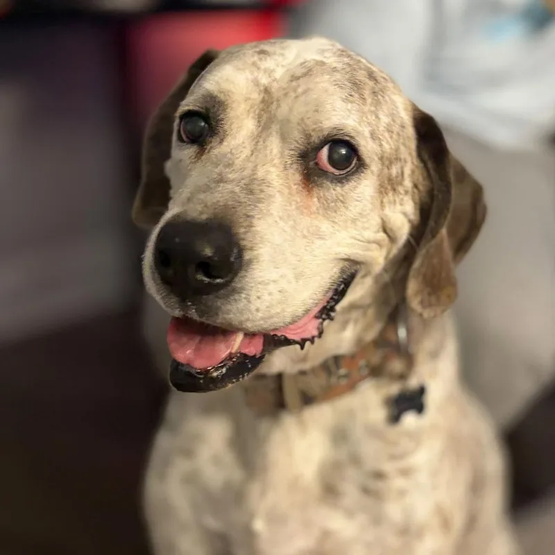 A senior large-sized male Labrador Retriever dog named Bubba for adoption in Travelers Rest, SC