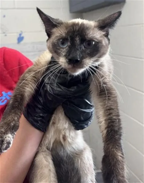 A young small-sized female Domestic Short Hair cat named Elizabeth for adoption in San Bernardino, CA
