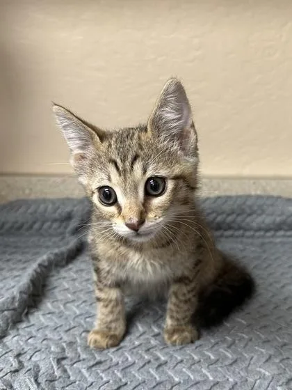 A young small-sized female Domestic Short Hair cat named Savannah for adoption in Phoenix, AZ