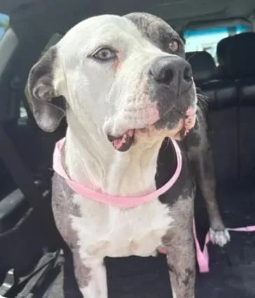A young medium-sized female Pit Bull Terrier dog named Daria for adoption in Tracy, CA