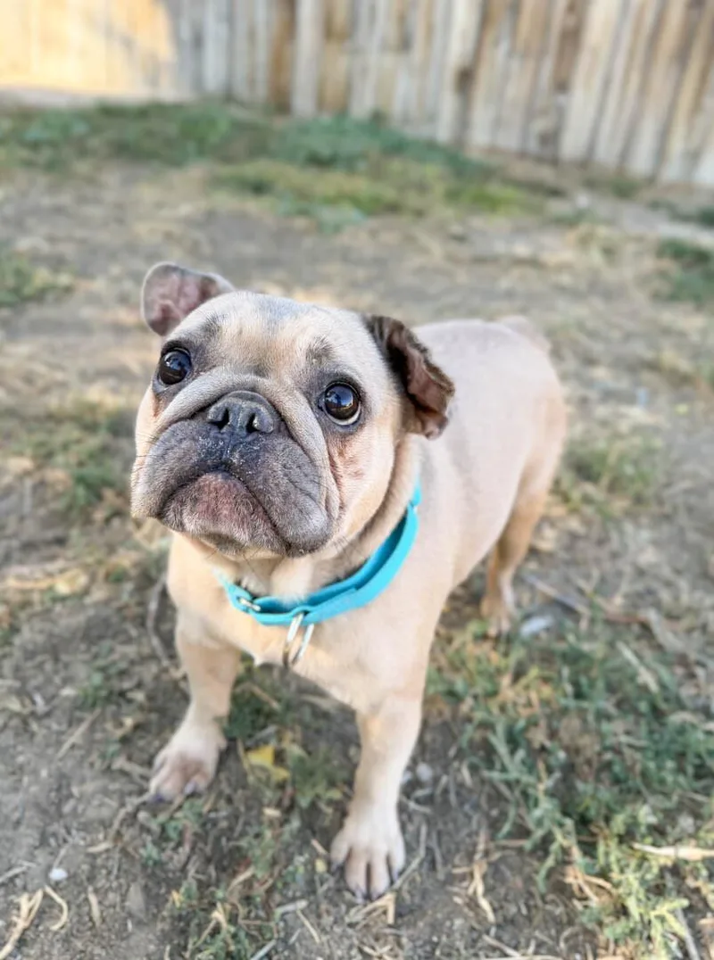 An adult small-sized female French Bulldog dog named Erika for adoption in Windsor, CO