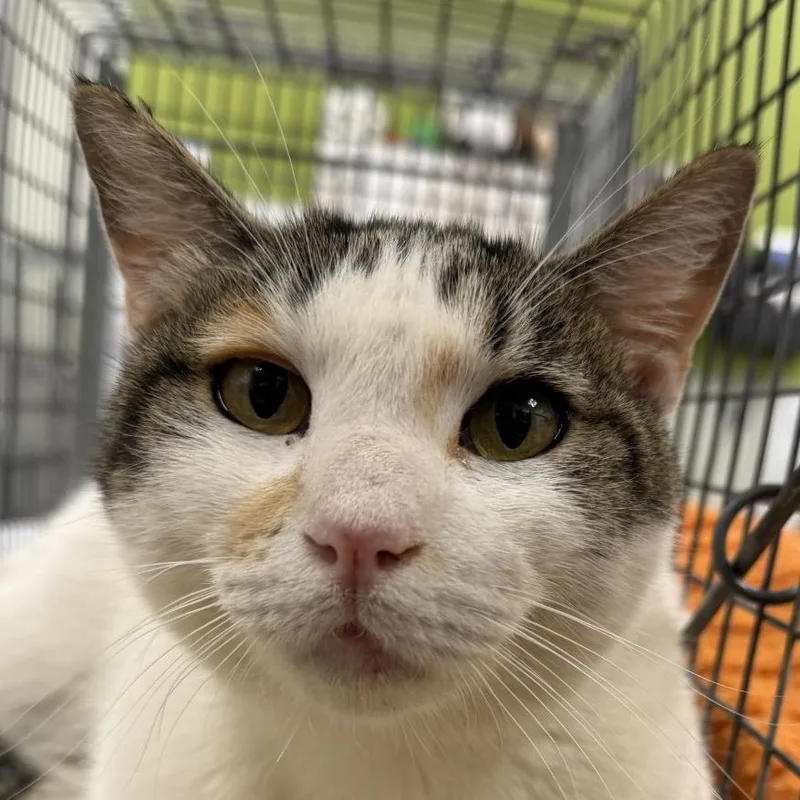 An adult medium-sized female Calico Domestic Short Hair cat named Lola for adoption in Las Cruces, NM