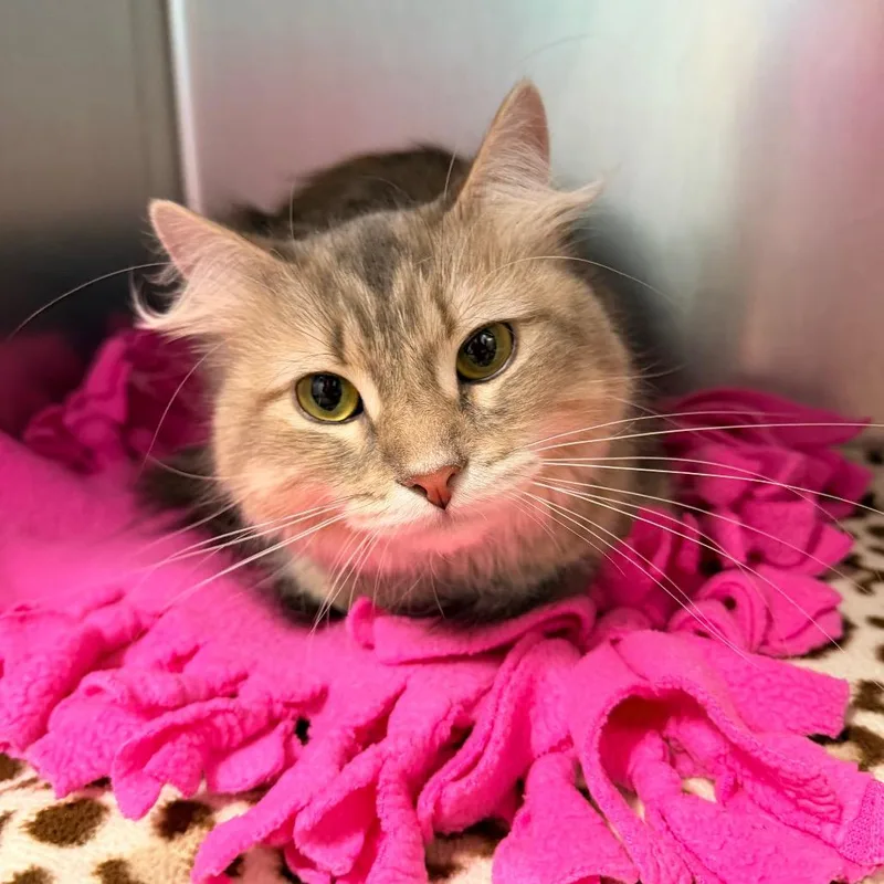 An adult medium-sized female Domestic Short Hair cat named Paris for adoption in Newark, NJ