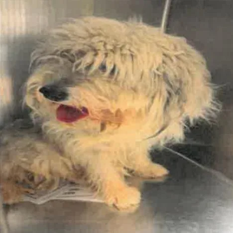 An adult medium-sized male White / Cream Havanese dog named Camden A for adoption in Mission Hills, CA