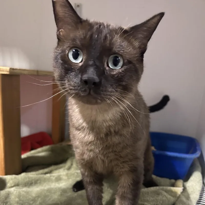 An adult small-sized male Brown / Chocolate Domestic Short Hair cat named Sammy for adoption in Hemet, CA