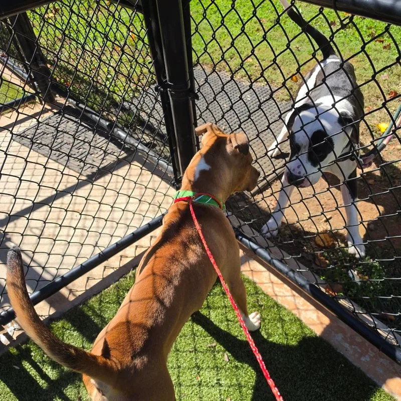 A young medium-sized male Mixed Breed dog named Kiba for adoption in Greensboro, NC