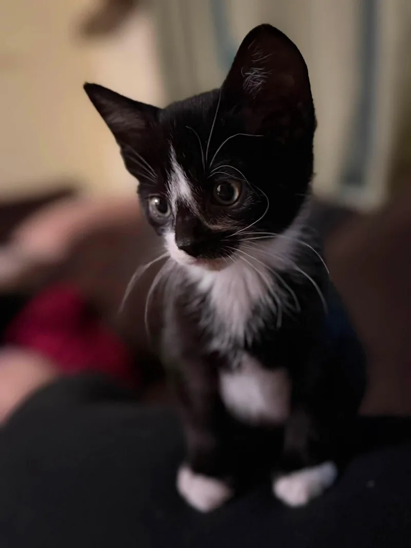 A baby medium-sized male Black & White / Tuxedo Tuxedo cat named Flint for adoption in Cleveland, OH