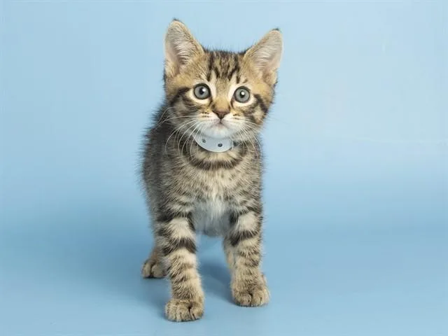 A baby small-sized male Domestic Short Hair cat named Moose for adoption in Phoenix, AZ