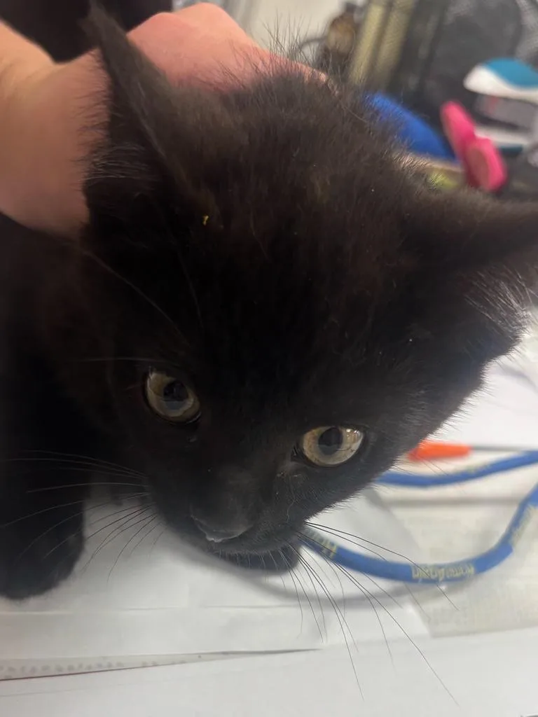 A baby large-sized male Domestic Short Hair cat named Donnie for adoption in Greenfield, IN