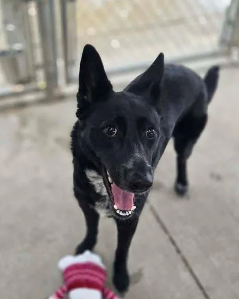 A young medium-sized female Border Collie dog named Paisley for adoption in Plover, WI