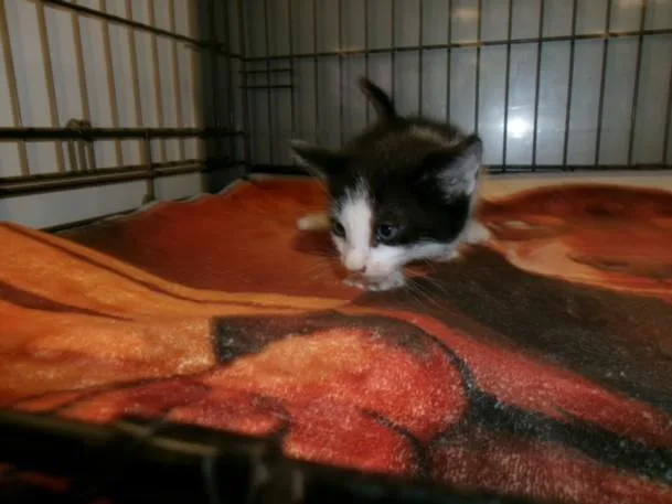 A baby small-sized male Domestic Short Hair cat named Trix for adoption in Van Nuys, CA