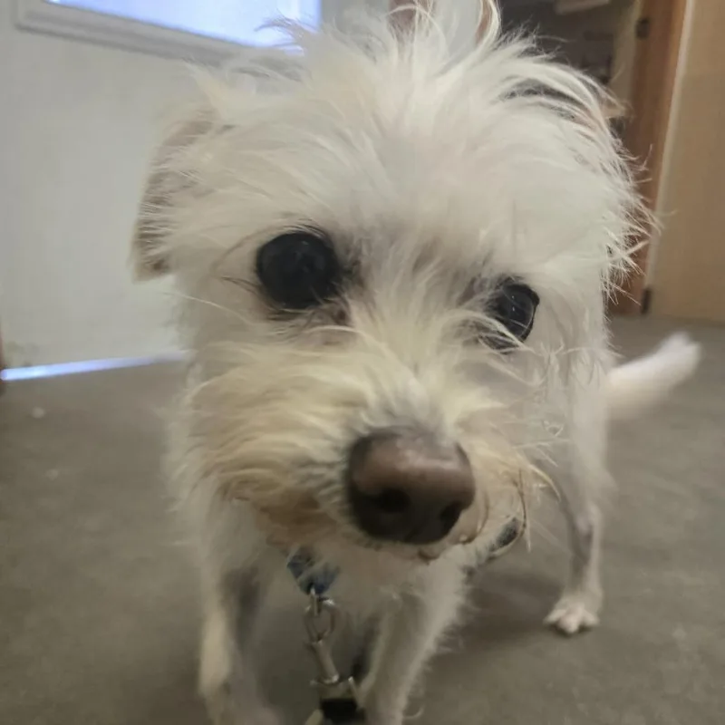 Gizmo