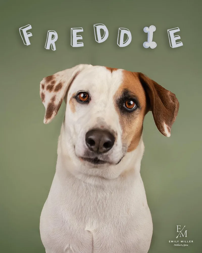 Freddie thumbnail 3
