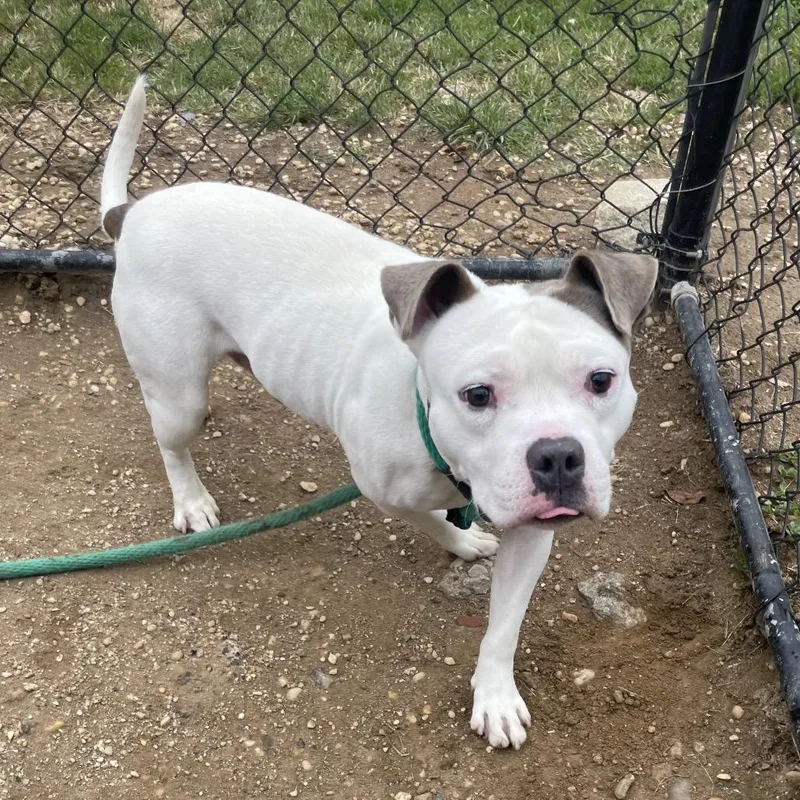 An adult medium-sized male White / Cream Mixed Breed dog named Cheddar Bob for adoption in Philadelphia, PA
