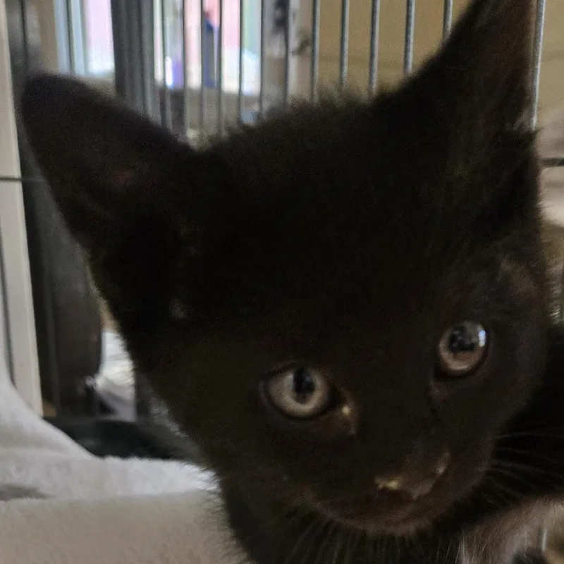 A baby small-sized male Black Domestic Medium Hair cat named Trumpet for adoption in Desert Hot Springs, CA