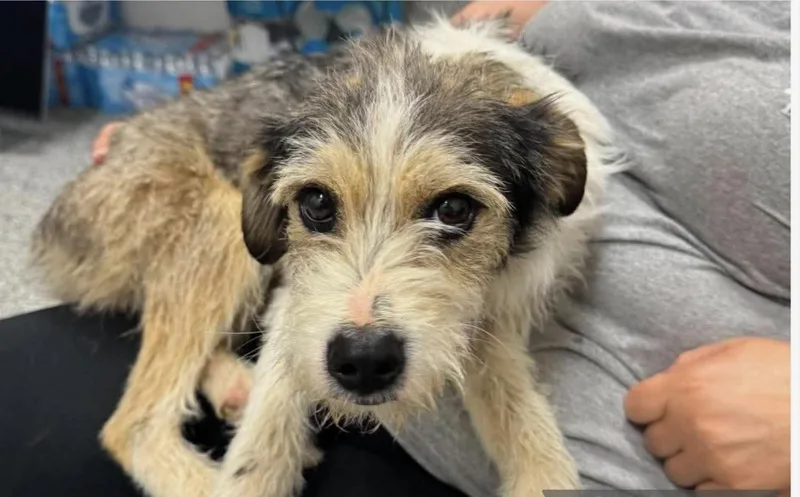 A young small-sized male Cairn Terrier dog named Max for adoption in Carmel, NY