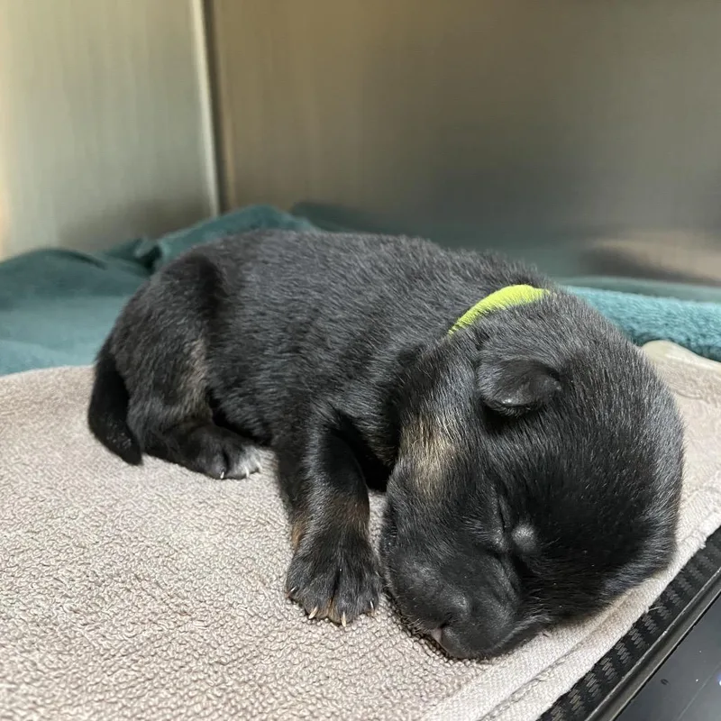 A baby small-sized female Black Cattle Dog dog named Daisy for adoption in Long Beach, CA