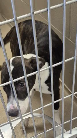 A young small-sized female Pit Bull Terrier dog named Candace for adoption in Decatur, IL