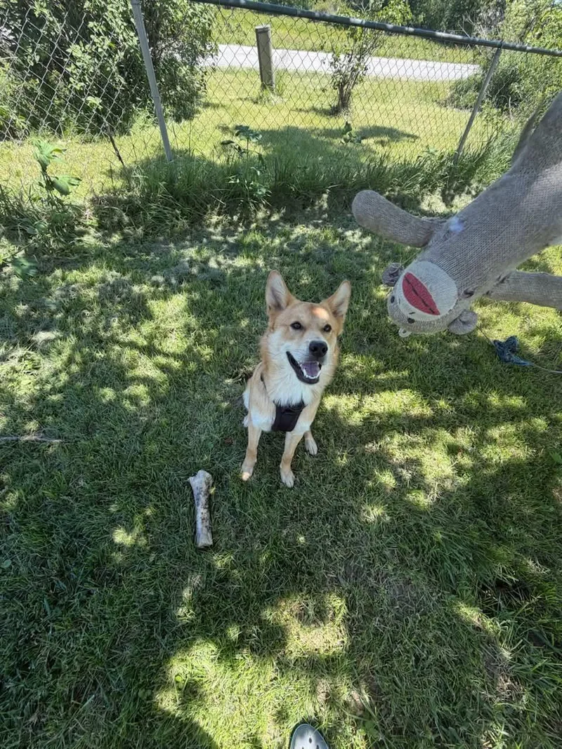 An adult medium-sized male Tricolor (Brown, Black, & White) Australian Kelpie dog named Charlie Murphy for adoption in Xenia, OH
