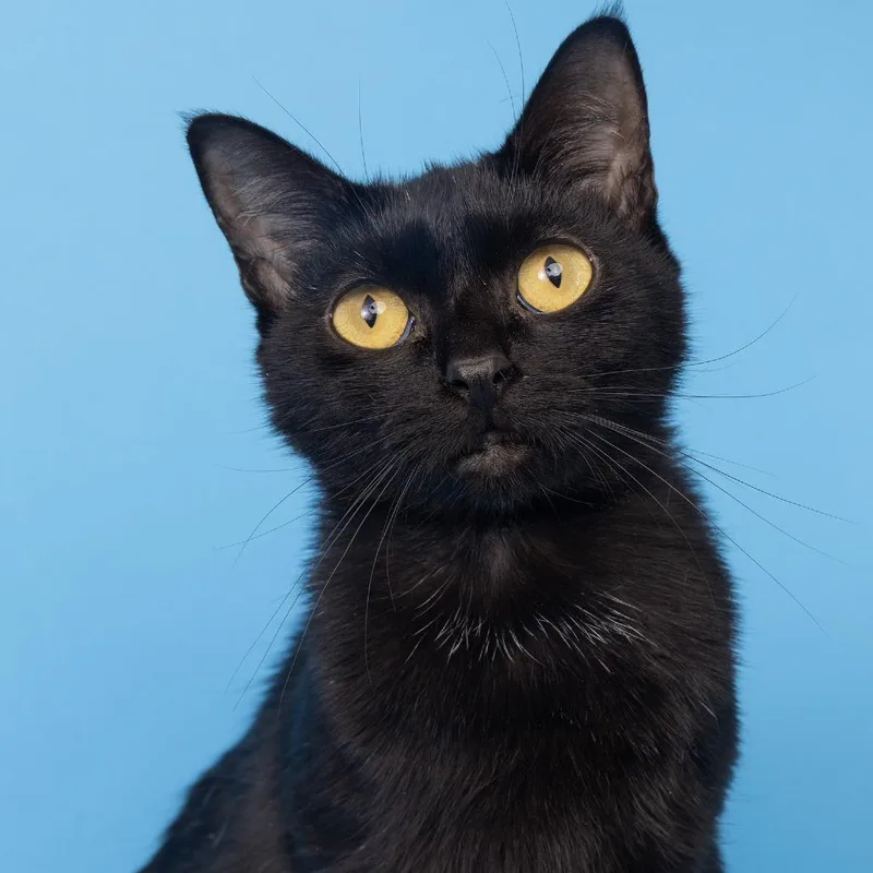 A young medium-sized female Black Domestic Short Hair cat named Gracie for adoption in Franklin, TN