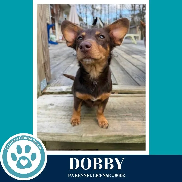 Dobby