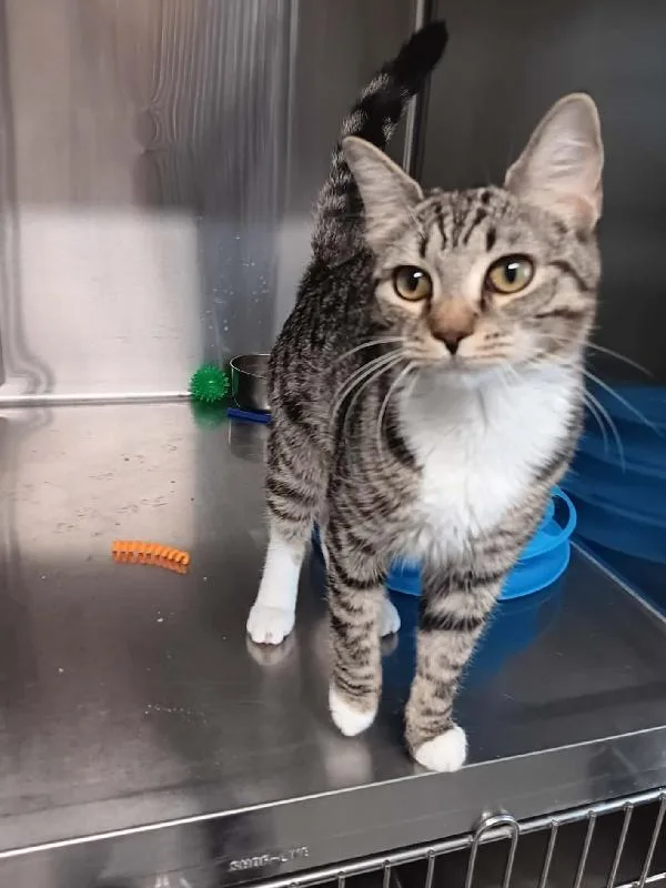 A young medium-sized female Tabby (Brown / Chocolate) Domestic Short Hair cat named Delany for adoption in Seymour, IN