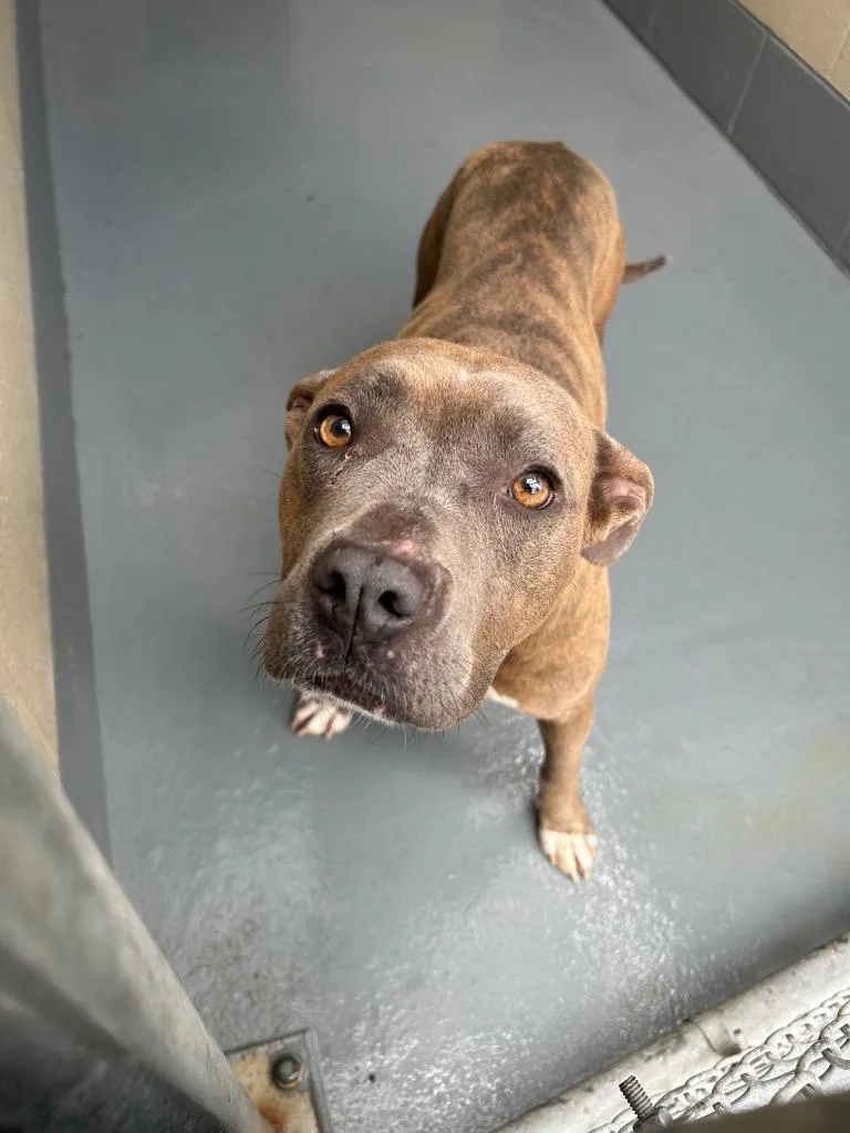 A young medium-sized female Pit Bull Terrier dog named Gypsy for adoption in Johnson City, TN