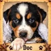 A baby medium-sized male Mixed Breed dog named Doc Holliday for adoption in Mesa, AZ
