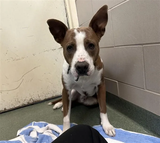A young large-sized male Mixed Breed dog named Sully for adoption in Santa Fe, NM