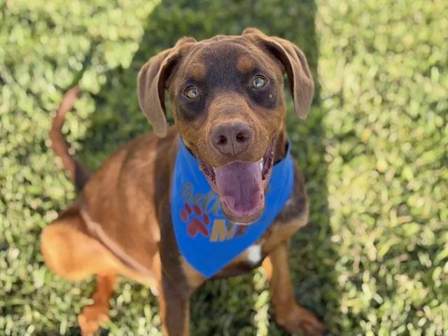A young medium-sized male Brown / Chocolate Doberman Pinscher dog named Donny for adoption in Hollister, CA
