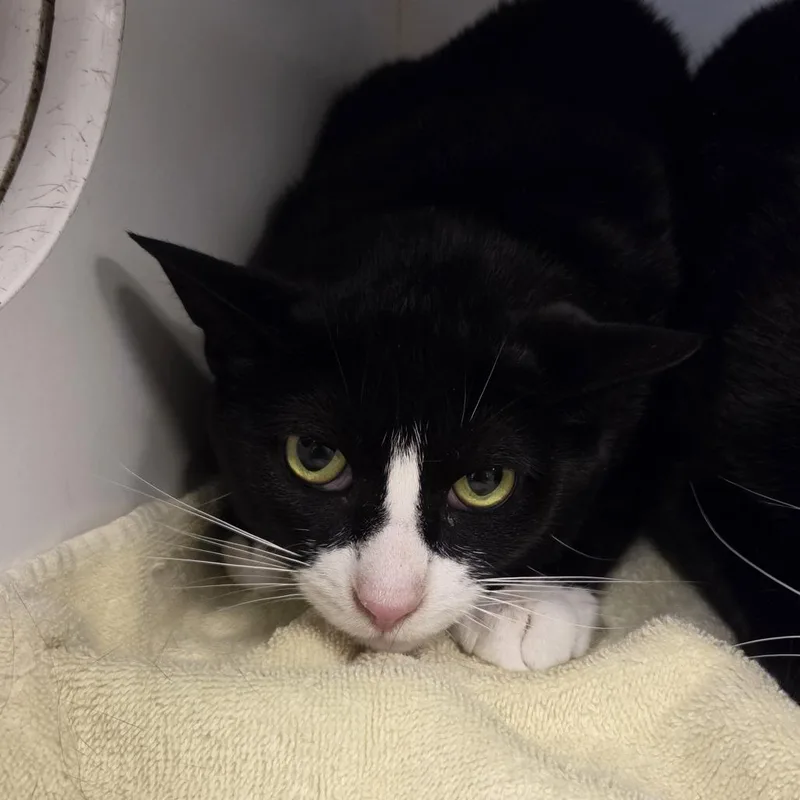 An adult large-sized male Black Domestic Short Hair cat named Paul & Peter for adoption in Hinsdale, IL
