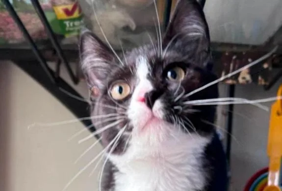 A baby small-sized male Black & White / Tuxedo Domestic Short Hair cat named Charlie Chaplin for adoption in Milton, DE