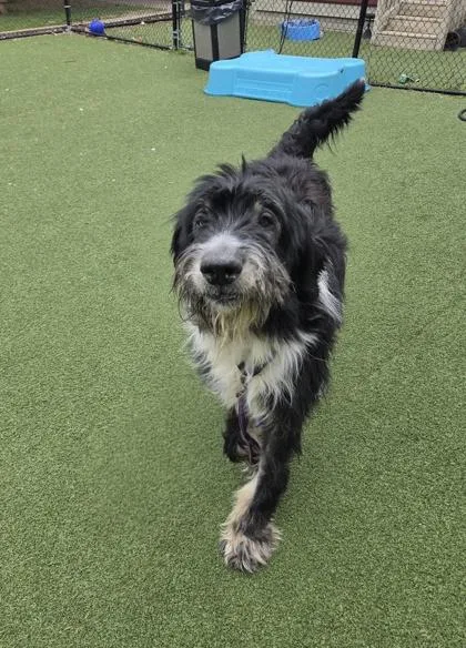 An adult large-sized male Mixed Breed dog named Bruno for adoption in West Chester, PA