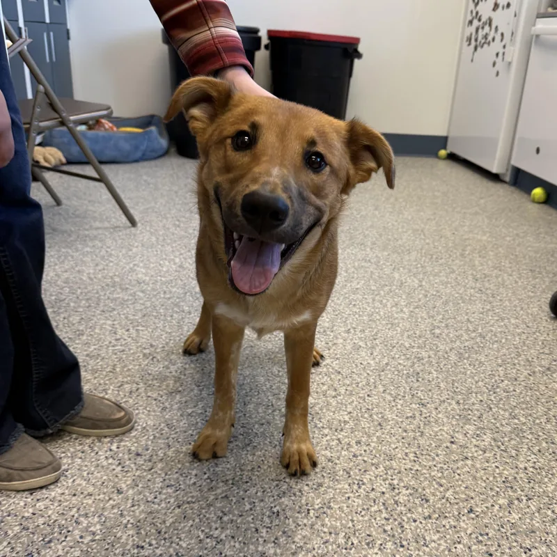 A young medium-sized male Carolina Dog dog named Buddy for adoption in Prineville, OR