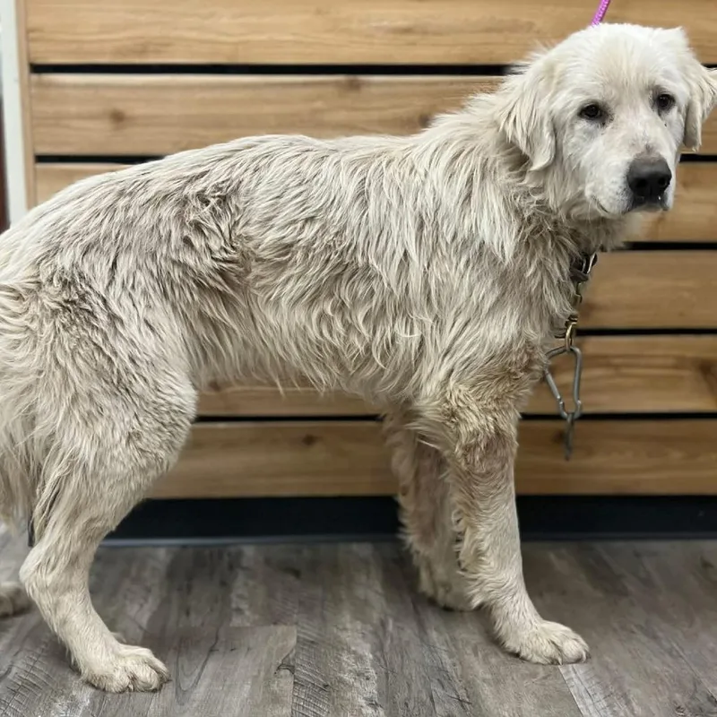 An adult large-sized male White / Cream Great Pyrenees dog named Stuart for adoption in Wadena, MN