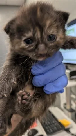 A baby small-sized female Domestic Short Hair cat named Oyster for adoption in San Martin, CA