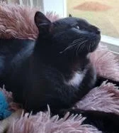 Dracula `a Priority Pet` thumbnail 2