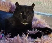 Dracula `a Priority Pet` thumbnail 3