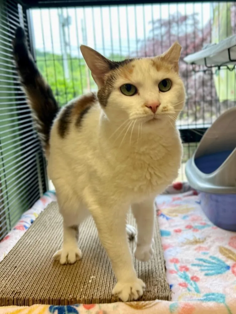 Georgina thumbnail 4