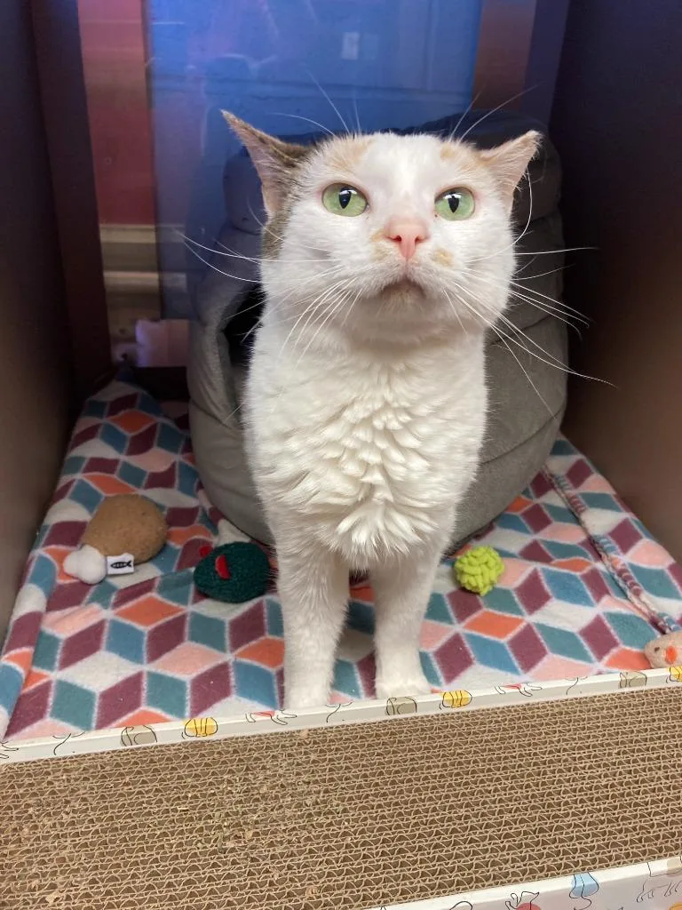 Georgina thumbnail 5